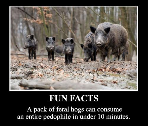 Fun Facts feral hogs.960px