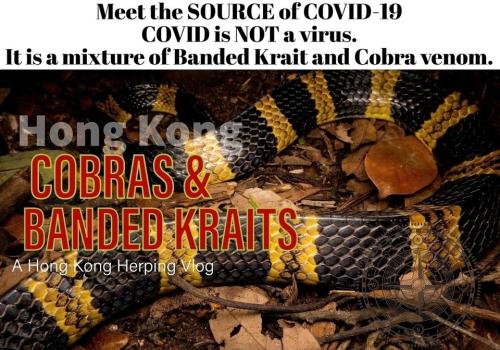 Meet the source of COVID 19.960px