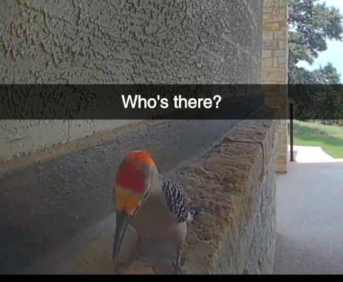 It's Mr Woodpecker...