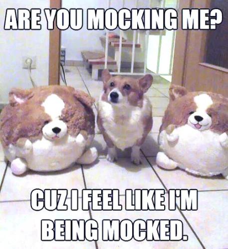 are-you-mocking-me-cuz-i-feel-like-i_m-being-mocked-funny-dog-memes