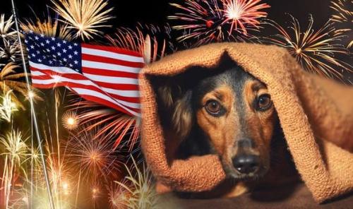 dogs 4th of july noise