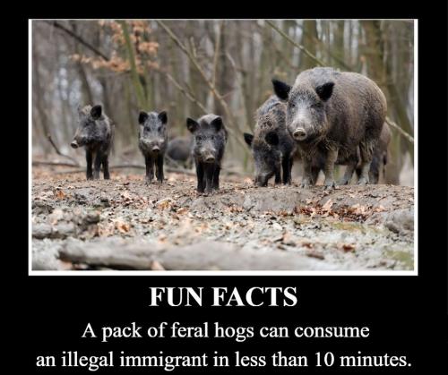 Let's Play Border Patrol feral hogs.960px