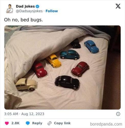 bed bugs