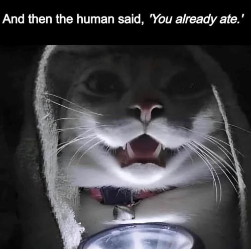 and-then-human-said-already-ate
