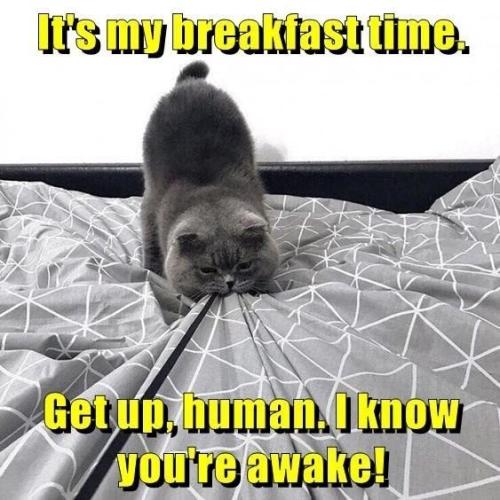 s-my-breakfast-time-get-up-human-know-awake