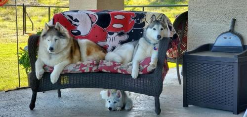 Phoenix, Piper & baby Finn