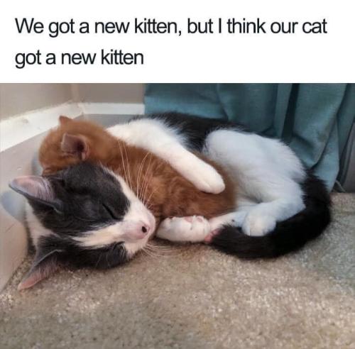 got-new-kitten-but-think-our-cat-got-new-kitten