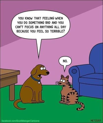 cat funnies 15