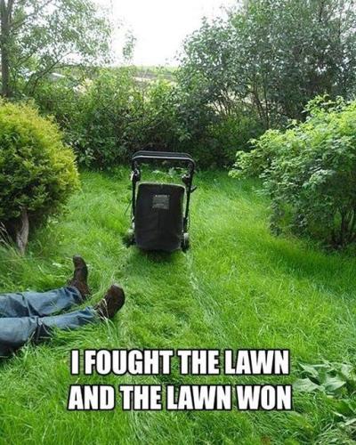 lawn