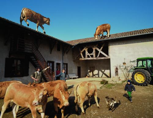 cows_on_a_roof_____by_nikonforever-d2yh7ra-312521546