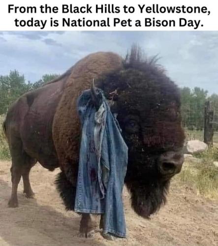 National pet a bison day.568px
