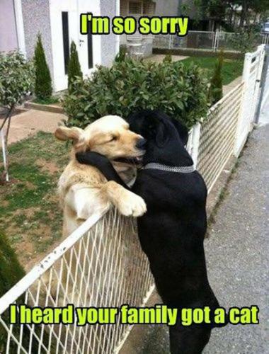 dog2
