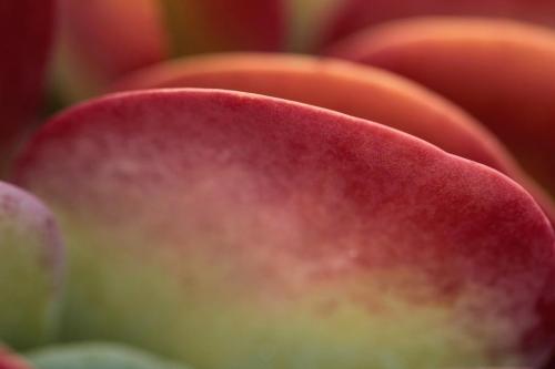 succulent-4054162_1280