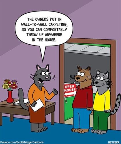 cat funnies 1