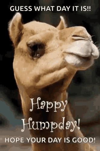 1-Hump Day