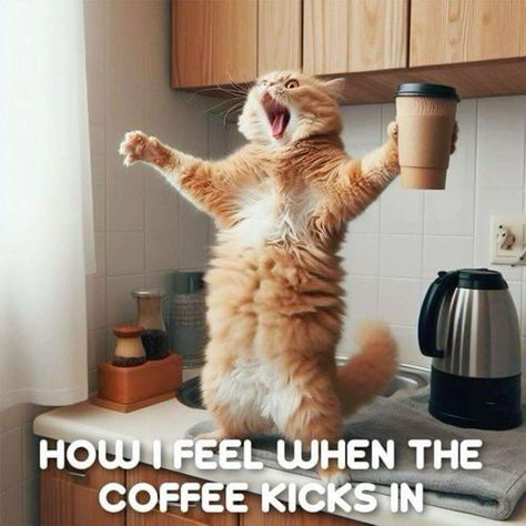 451419396_122107562264400293_8810990918571444620_n