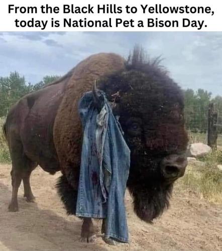 National pet a bison day.960px