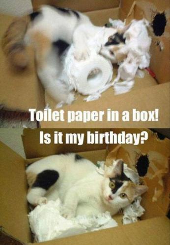 a-cats-love-boxes-13