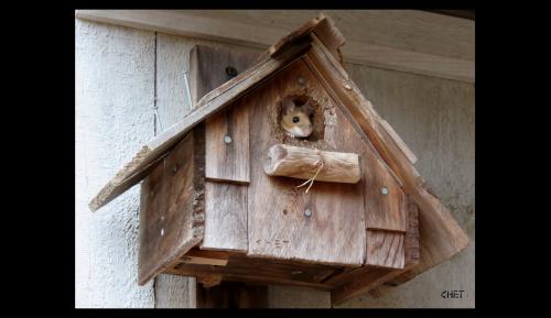 MOUSE HOUSE-2