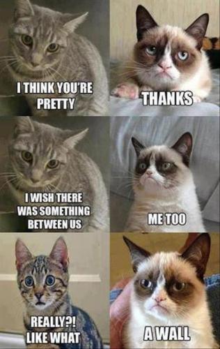 funny-memes-grumpy-cat