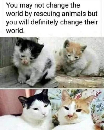 may-not-change-world-by-rescuing-animals-but-will-definitely-change-their-world