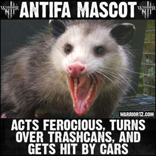 antifas_mascot_oppossum