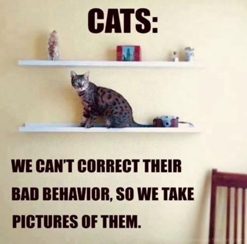 cats-cant-correct-their-bad-behavior-so-take-pictures-them