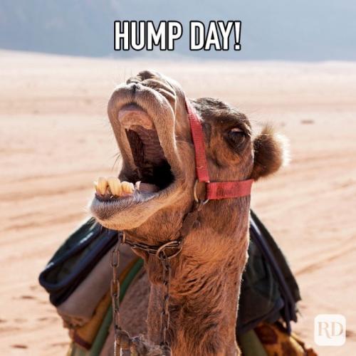 1-Hump Day