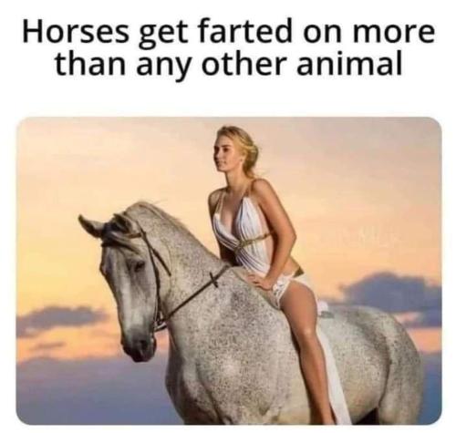 horse farts