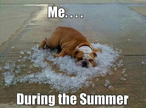 animals-dogs-funny-memes-Favim.com-1103098