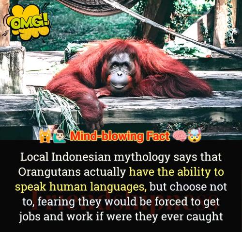 orangutans