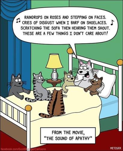 cat funnies 13