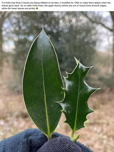 Screenshot_2024-07-17-14-28-19_kindlephoto-48439514