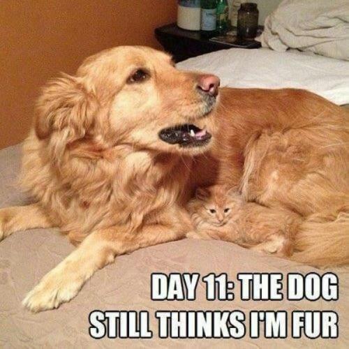funny-cat-memes-fur