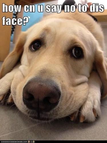 how-cn-u-say-no-to-dis-face