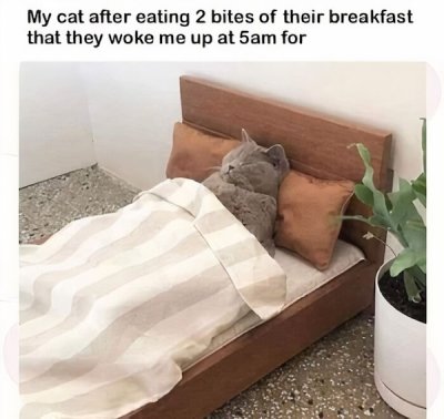 Cat-Memes-Facebook-Humor-23