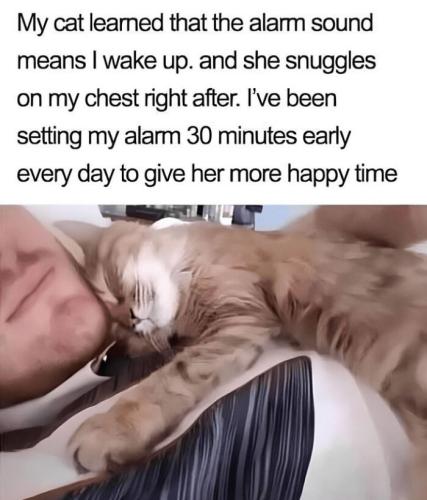 cat-memes-catsflix-152-6659c394e35bb-png__700