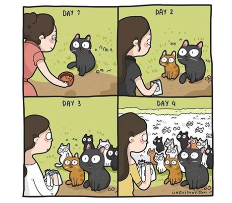 cat funnies 31