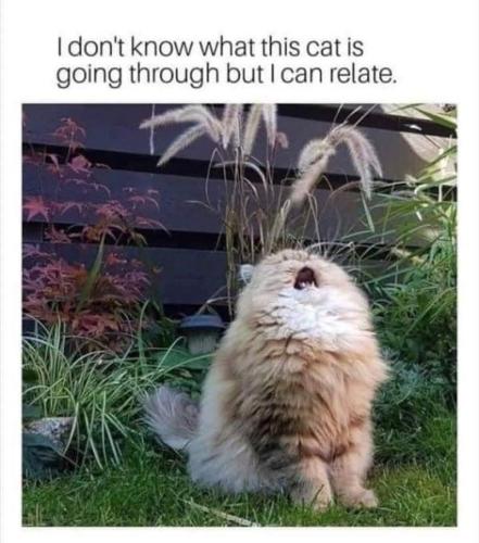 dont-know-this-cat-is-going-through-but-can-relate