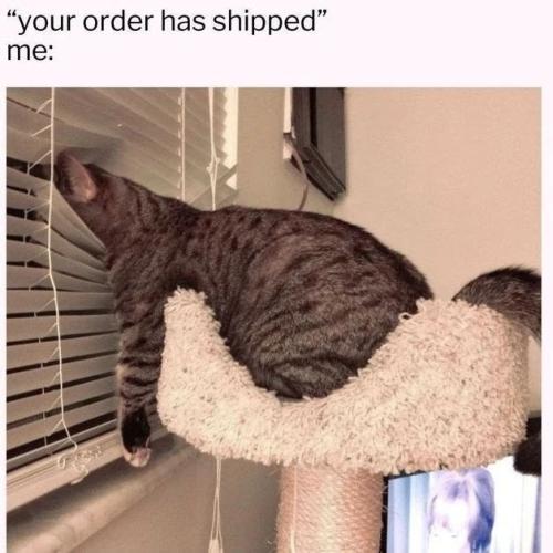 order-has-shipped