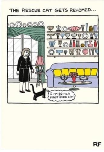 cat funnies 18
