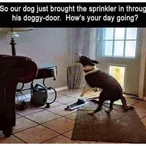 so-our-dog-just-brought-sprinkler-throug-his-doggy-door-s-day-going