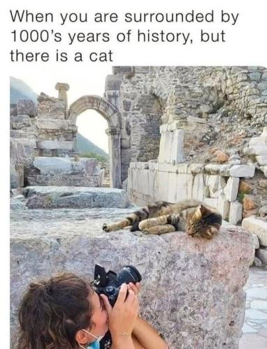 are-surrounded-by-1000s-years-history-but-there-is-cat