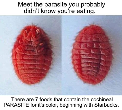Parasite you're eating