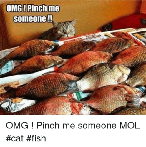 fish-omg-pinch-me-someone-wws-omg-pinch-me-someone-mol-cat-fish
