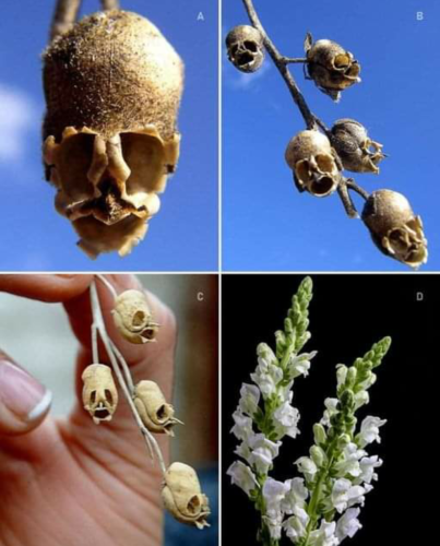 Screenshot_2024-07-25-12-35-54_kindlephoto-5167270