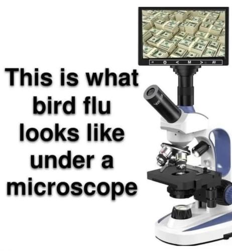 Bird flu under a microscope.960px