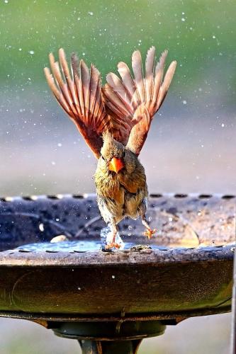 Bird Bath fun