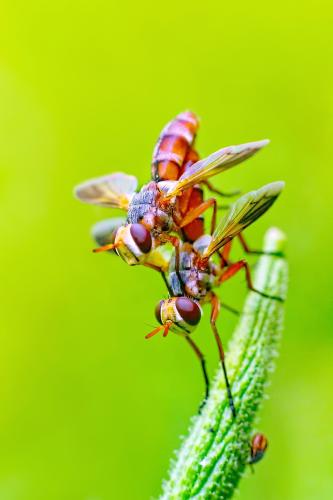 fly-637949_1280