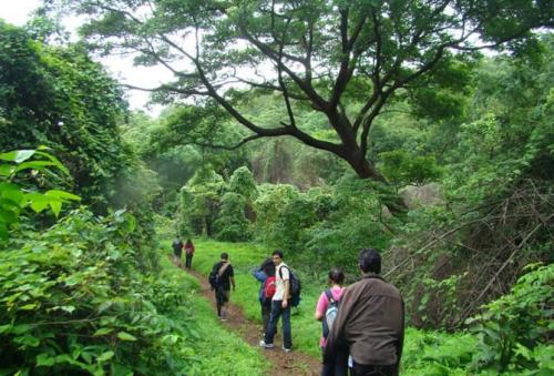 Nature walk in greennery